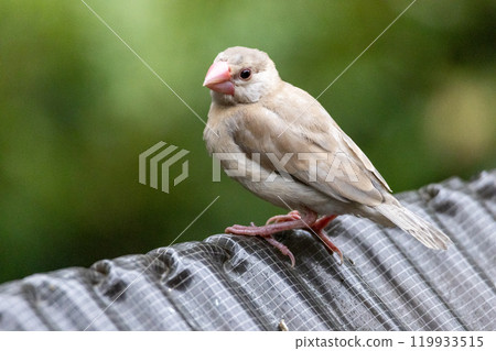 Young Sakura Java Sparrow 119933515