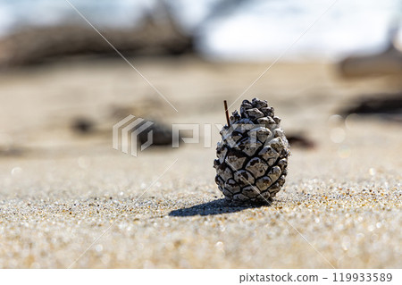 Hitachi City, Ibaraki Prefecture, pine cones on the Unoshima coast 119933589