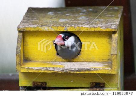 櫻花麻雀從巢箱中探出頭來 櫻花麻雀從巢箱中探出頭來 119933977