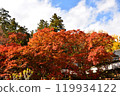 Autumn leaves tree 119934122