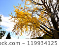 Ginkgo tree 119934125