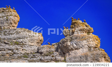Eurasian Griffon Vulture, Spain 119934221