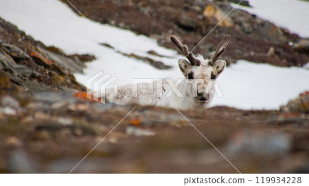 Reindeer, Arctic Reindeer, Arctic 119934228