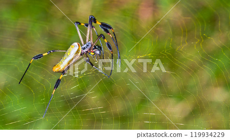 Golden Orb-web Spider, Marino Ballena National Park 119934229