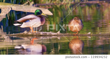 Mallard, Anas platyrhynchos, Biesbosch National Park, Noord-Brabant Province, Holland, Netherlands, Europe Mallard, Anas platyrhynchos, Biesbosch National Park, Noord-Brabant Province, Holland, Netherlands, Europe 119934232