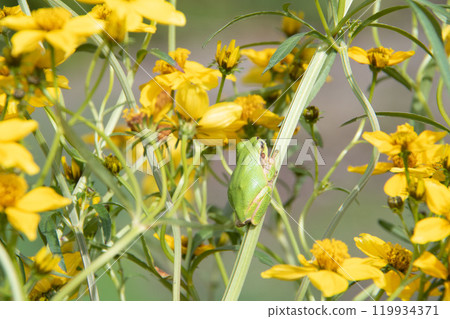 冬季宇宙與莫里亞樹蛙 119934371