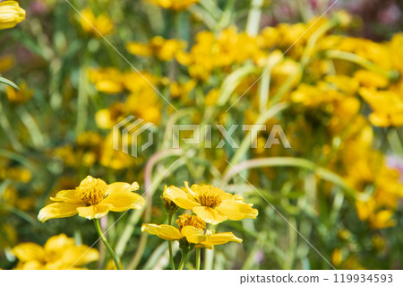 冬季宇宙 119934593