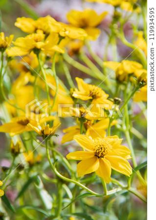 Winter Cosmos Winter Cosmos 119934595