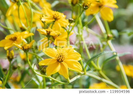 冬季宇宙 119934596