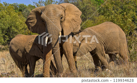 Elephant, South Africa Elephant, South Africa 119934628