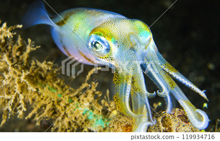 Reef Squid, Sulawesi Reef Squid, Sulawesi 119934716