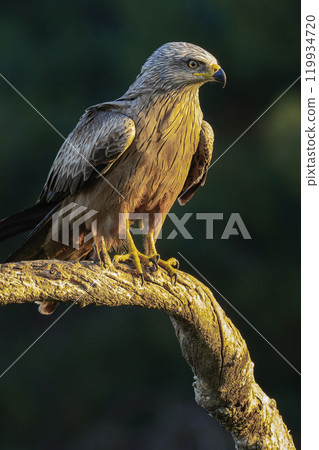 Black Kite Black Kite 119934720