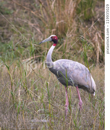 sarus crane or Grus antigone at keoladeo national park bharatpur bird sanctuary rajasthan india asia. tallest flying bird closeup or portrait in natural green background during winter safari excursion sarus crane or Grus antigone at keoladeo national park bharatpur bird sanctuary rajasthan india asia. tallest flying bird closeup or portrait in natural green background during winter safari excursion 119935029