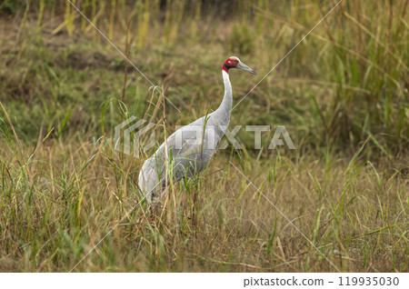 sarus crane or Grus antigone at keoladeo national park bharatpur bird sanctuary rajasthan india asia. tallest flying bird closeup or portrait in natural green background during winter safari excursion sarus crane or Grus antigone at keoladeo national park bharatpur bird sanctuary rajasthan india asia. tallest flying bird closeup or portrait in natural green background during winter safari excursion 119935030