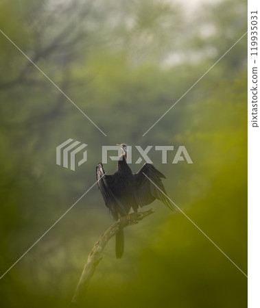 Oriental darter or Indian darter or Anhinga melanogaster in natural green trees foreground to compose creative fine art portrait at keoladeo national park bharatpur bird sanctuary rajasthan india asia 119935031