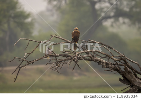 eurasian marsh harrier or Circus spilonotus at keoladeo national park or bharatpur bird sanctuary rajasthan india, bird of prey perched on dead tree trunk in natural green background in winter safari eurasian marsh harrier or Circus spilonotus at keoladeo national park or bharatpur bird sanctuary rajasthan india, bird of prey perched on dead tree trunk in natural green background in winter safari 119935034