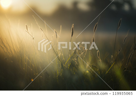 Green grass with dew drops . Summer sunny and foggy meadow in the mornung. Generative Ai Green grass with dew drops . Summer sunny and foggy meadow in the mornung. Generative Ai 119935065