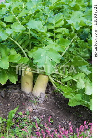 Daikon of the field 119935221