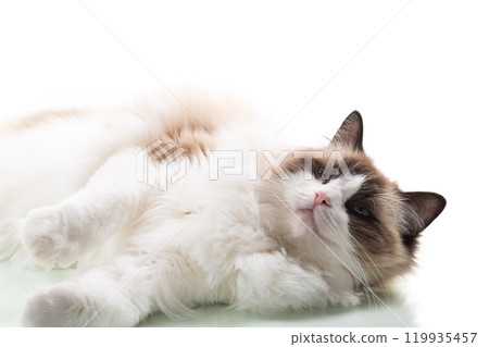 Happy beautiful Ragdoll cat isolated on white background Happy beautiful Ragdoll cat isolated on white background 119935457
