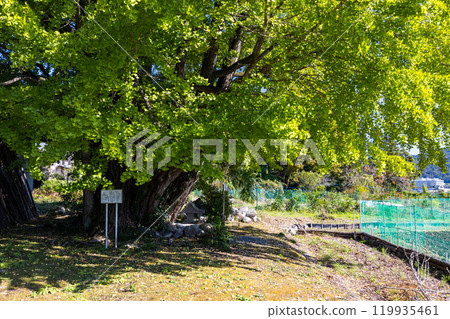 Minano Town, Saitama Prefecture, Kunikami no Hime Ginkgo 119935461