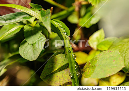 Leaves wet with rain Leaves wet with rain 119935513