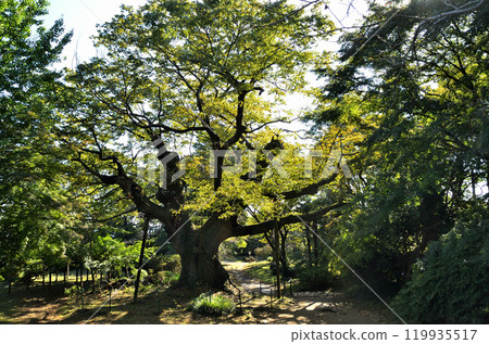 The Kanayama Zelkova at Nitta Shrine, a power spot in Kanayama-cho, Ota City, Gunma Prefecture The Kanayama Zelkova at Nitta Shrine, a power spot in Kanayama-cho, Ota City, Gunma Prefecture 119935517