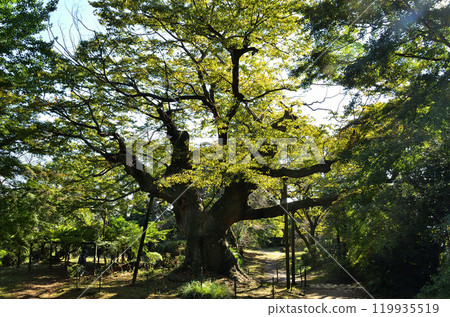 The Kanayama Zelkova at Nitta Shrine, a power spot in Kanayama-cho, Ota City, Gunma Prefecture The Kanayama Zelkova at Nitta Shrine, a power spot in Kanayama-cho, Ota City, Gunma Prefecture 119935519