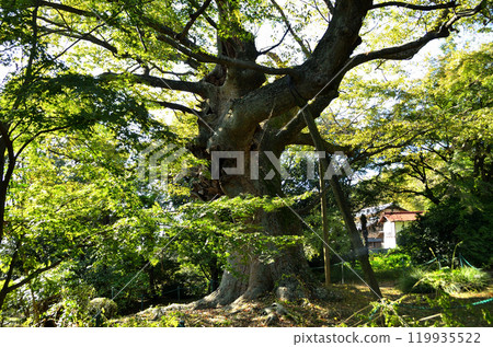 The Kanayama Zelkova at Nitta Shrine, a power spot in Kanayama-cho, Ota City, Gunma Prefecture The Kanayama Zelkova at Nitta Shrine, a power spot in Kanayama-cho, Ota City, Gunma Prefecture 119935522