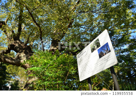 The Kanayama Zelkova at Nitta Shrine, a power spot in Kanayama-cho, Ota City, Gunma Prefecture The Kanayama Zelkova at Nitta Shrine, a power spot in Kanayama-cho, Ota City, Gunma Prefecture 119935558