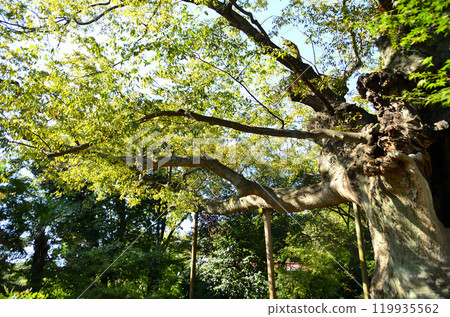 The Kanayama Zelkova at Nitta Shrine, a power spot in Kanayama-cho, Ota City, Gunma Prefecture The Kanayama Zelkova at Nitta Shrine, a power spot in Kanayama-cho, Ota City, Gunma Prefecture 119935562