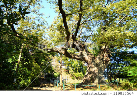The Kanayama Zelkova at Nitta Shrine, a power spot in Kanayama-cho, Ota City, Gunma Prefecture The Kanayama Zelkova at Nitta Shrine, a power spot in Kanayama-cho, Ota City, Gunma Prefecture 119935564