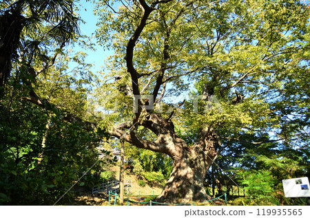 The Kanayama Zelkova at Nitta Shrine, a power spot in Kanayama-cho, Ota City, Gunma Prefecture The Kanayama Zelkova at Nitta Shrine, a power spot in Kanayama-cho, Ota City, Gunma Prefecture 119935565
