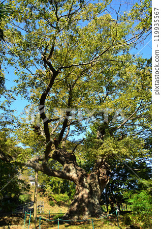The Kanayama Zelkova at Nitta Shrine, a power spot in Kanayama-cho, Ota City, Gunma Prefecture 119935567