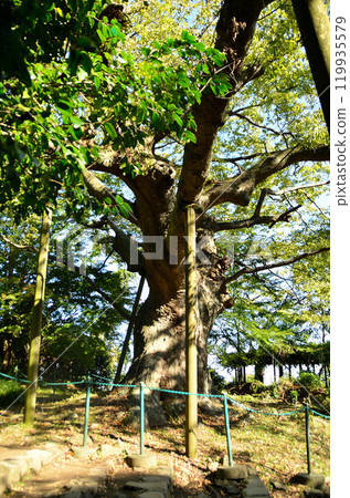 The Kanayama Zelkova at Nitta Shrine, a power spot in Kanayama-cho, Ota City, Gunma Prefecture The Kanayama Zelkova at Nitta Shrine, a power spot in Kanayama-cho, Ota City, Gunma Prefecture 119935579