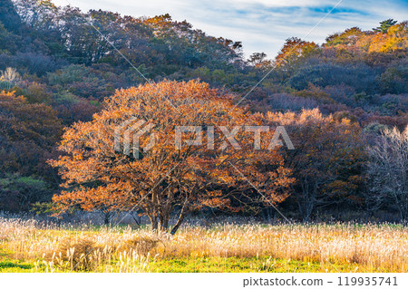 [群馬縣]榛名山和沼原清晨的秋景 119935741