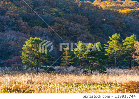 [群馬縣]榛名山和沼原清晨的秋景 119935744