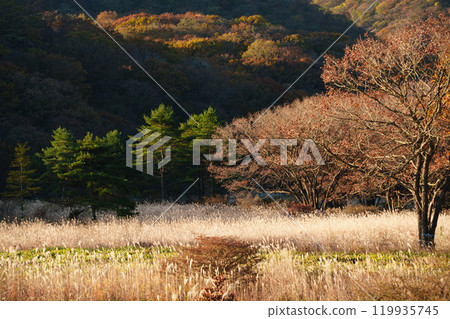 [群馬縣]榛名山和沼原清晨的秋景 119935745