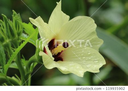 Okra's Flower 119935902