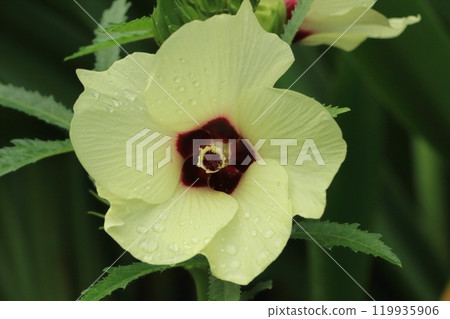 Okra's Flower 119935906
