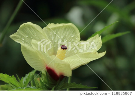 Okra's Flower 119935907