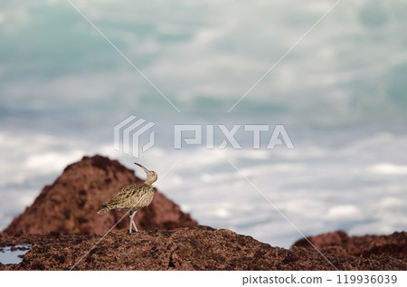 Eurasian whimbrel looking up. 119936039