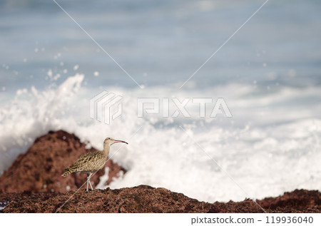 Eurasian whimbrel looking up. Eurasian whimbrel looking up. 119936040