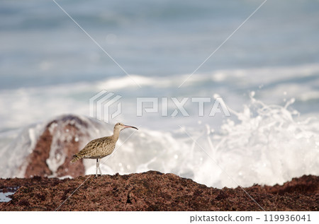 Eurasian whimbrel looking up. 119936041