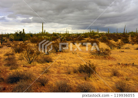 Central Sonora Desert Arizona Central Sonora Desert Arizona 119936055