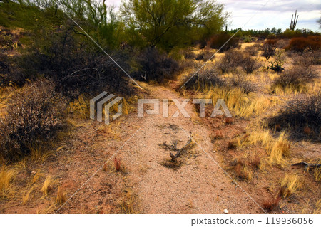 Arizona Desert Arroyo Arizona Desert Arroyo 119936056