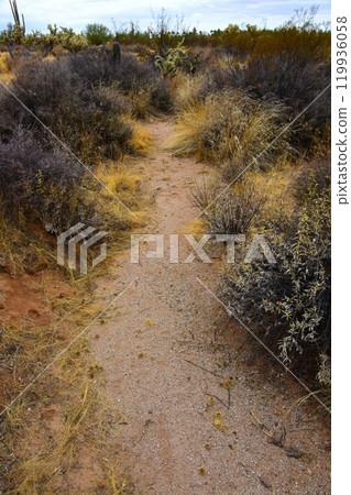 Arizona Desert Arroyo 119936058