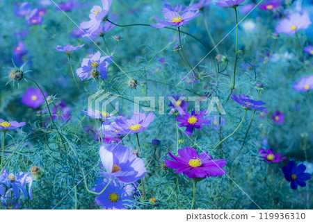 A butterfly taking a rest in a cosmos field A butterfly taking a rest in a cosmos field 119936310