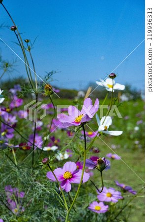 發光在藍天的波斯菊 119936313