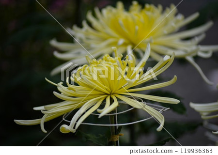黃色大菊花（經典菊花）煙鬥 119936363