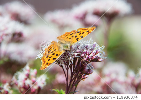 Fujibakama and Northern White Butterfly 119936374